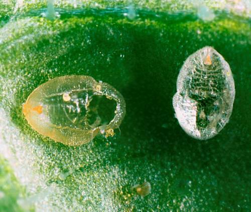 Difference between parasitized pupal skin to none
