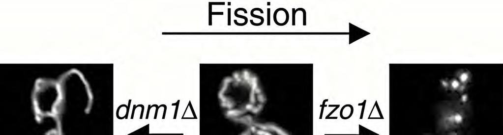 Dnm1p and Fzo1p act in opposing fission and fusion