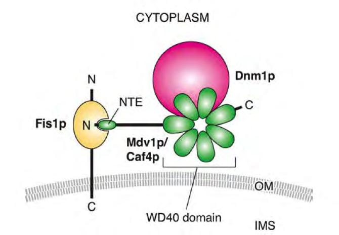 Mitochondrial division apparatus in