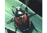 beetle Anomala