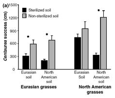 Selection on Centaurea In North America, Centaurea was selected to produce more root exudates More exudate in N. Am. More invasion w/ N.