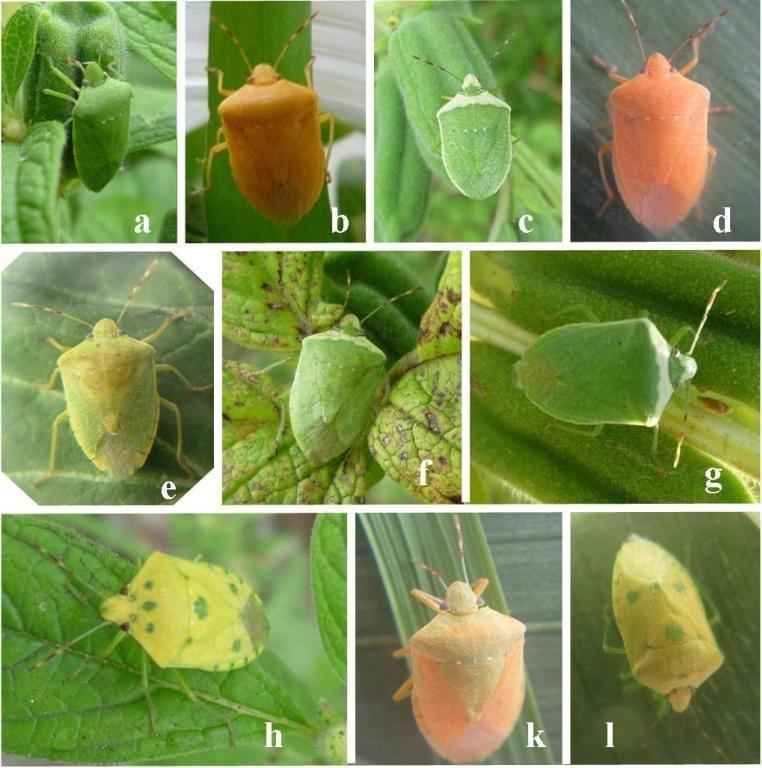 Lam, Lam and Lan 278 Fig. 1. Different morphological type of Nezara viridula occurring in Vietnam.