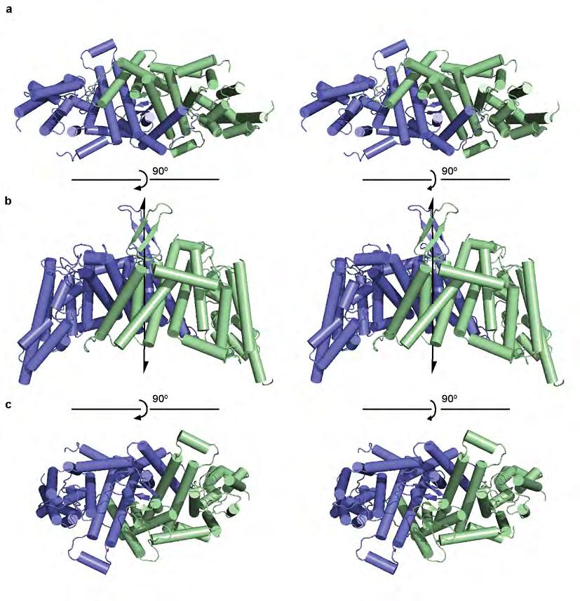 Supplementary Figure 5: Stereo-views of the ChbC dimer.