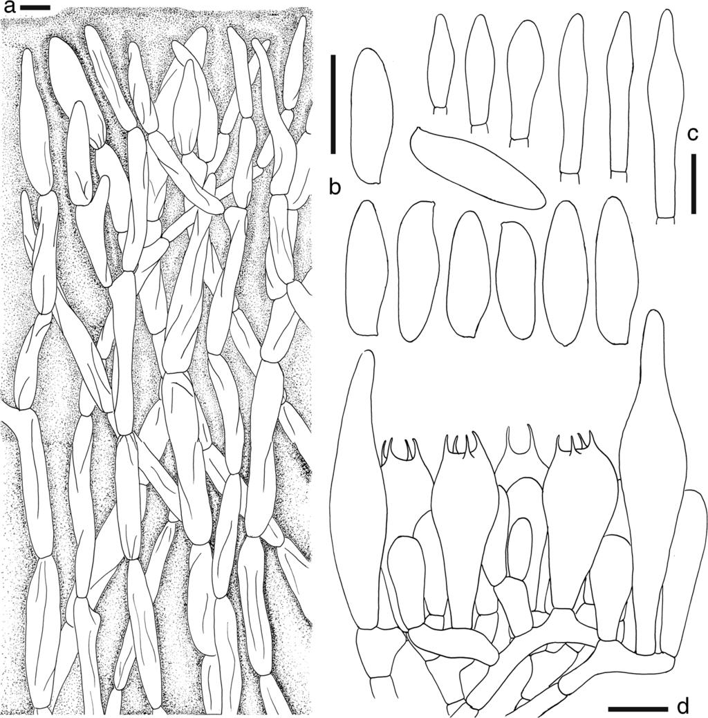 Fig. 9 Rugiboletus brunneiporus (holotype) a. Pileipellis; b. Basidiospores; c. Cheilocysitidia; d. Basidia and pleurocystidia.
