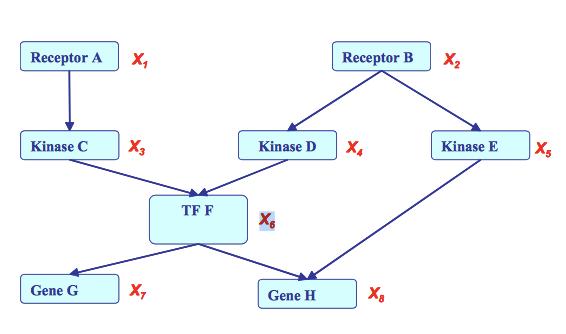 Section 1 Bayesian Network Factorization Theorem Example P (X 1,X 2,X 3,X 4,X 5,X 6,X 7,X 8 ) =P