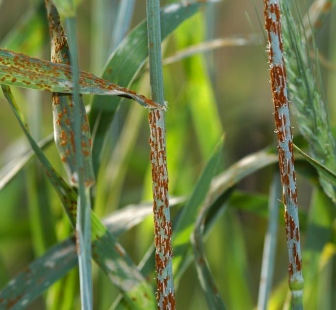 How can plant scientists prevent crop losses to disease and insects? Most plants are resistant to most pests.