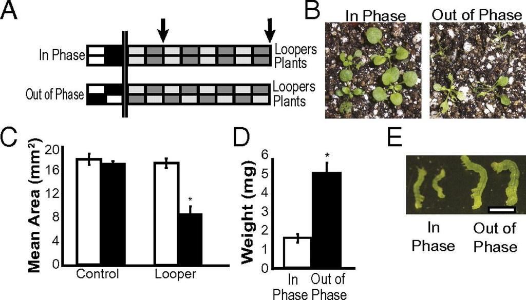 JA accumulates in a circadian pattern in phase with herbivory Herbivory Hormone accumulation JA and SA cycle