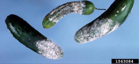 Jasmonates and salicylates are hormones that participate in plant defense responses Phytophthora capsici on cucumber (Cucumis sativus)