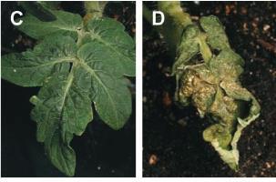 The tomato homolog of CORONATINE-INSENSITIVE1 is required for the maternal