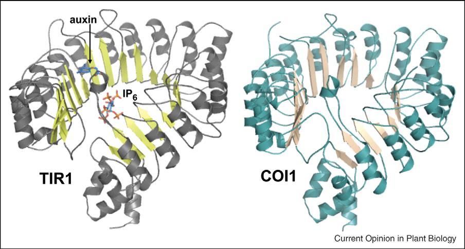 COI1 is closely related to TIR1 and other auxin receptors (AFB) F-box proteins COI1 protein family (jasmonate coreceptors) This similarity suggests a
