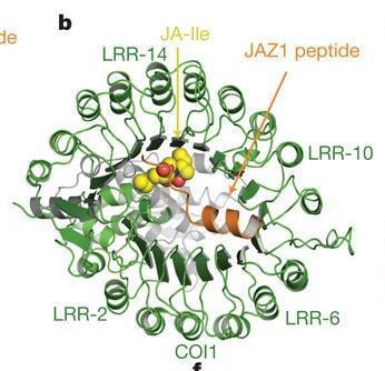 The jasmonate receptor consists of COI1 and JAZ co-receptors COI1 JA- Ile The COI1-JAZ co-receptor has > 100 fold greater affinity for the ligand than either COI1 or JAZ alone Reprinted by permission