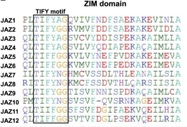 JAZ proteins have conserved Jas and ZIM/TIFY domains The Jas domains facilitate interactions with COI1 and MYC2 proteins.