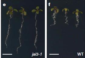 In the jai3-1 mutant, the JAI3 protein lacks a Jas domain A mutation changes the encoded protein so it lacks the Jas domain and no longer interacts with COI1.