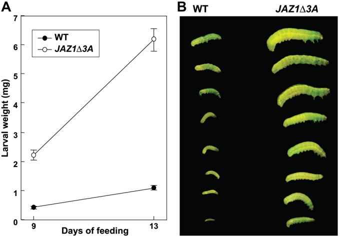 Plants expressing stabilized JAZ are deficient in insect defenses Plants with stabilized JAZ proteins are deficient in defense responses.