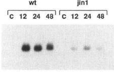 jin1 is deficient in JA-induced transcription and encodes MYC2 MYC2 upregulates: JAZ genes AtVSP