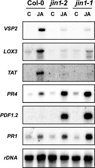 MYC2 downregulates some pathogen-response genes MYC2 Lorenzo, O., Chico, J.M., Sanchez-Serrano, J.J., and Solano, R. (2004).