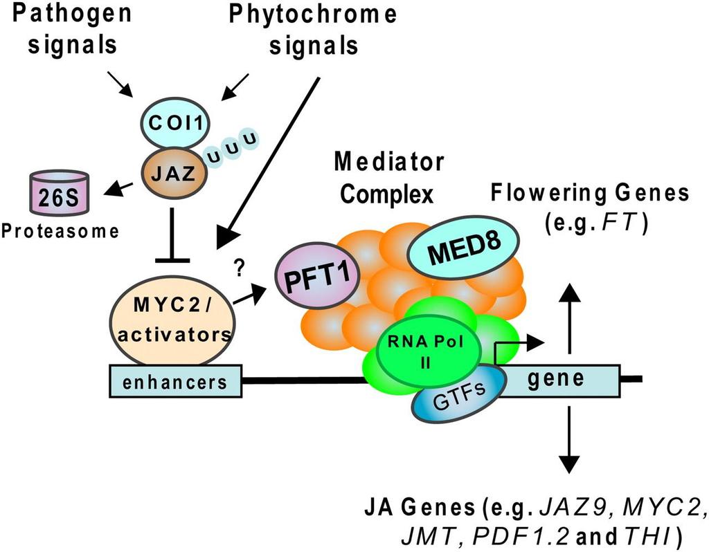 The Mediator complex is a key regulator of JA-dependent defense The Mediator complex acts as a bridge between RNA polymerase II and transcription factors and fine-tunes diverse regulatory inputs