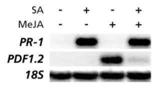 Salicylates repress jasmonate signaling JA SA PDF1.2 PR-1 SA-induced JA-induced JA induces expression of PDF1.