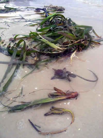 Figure 2. Many of Enhalus acoriodes (L.F.) Royle plants were washed up to the shoreline.