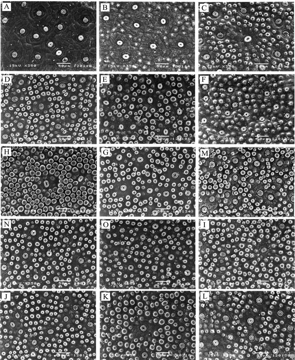 A B C D E F G H I J K L M N O Figure 3. Scanning electron micrographs of abaxial surfaces of leaves of nine groups. A: Group I (166). B: Group II (303). C: Group III (380). D: Group IV (320).