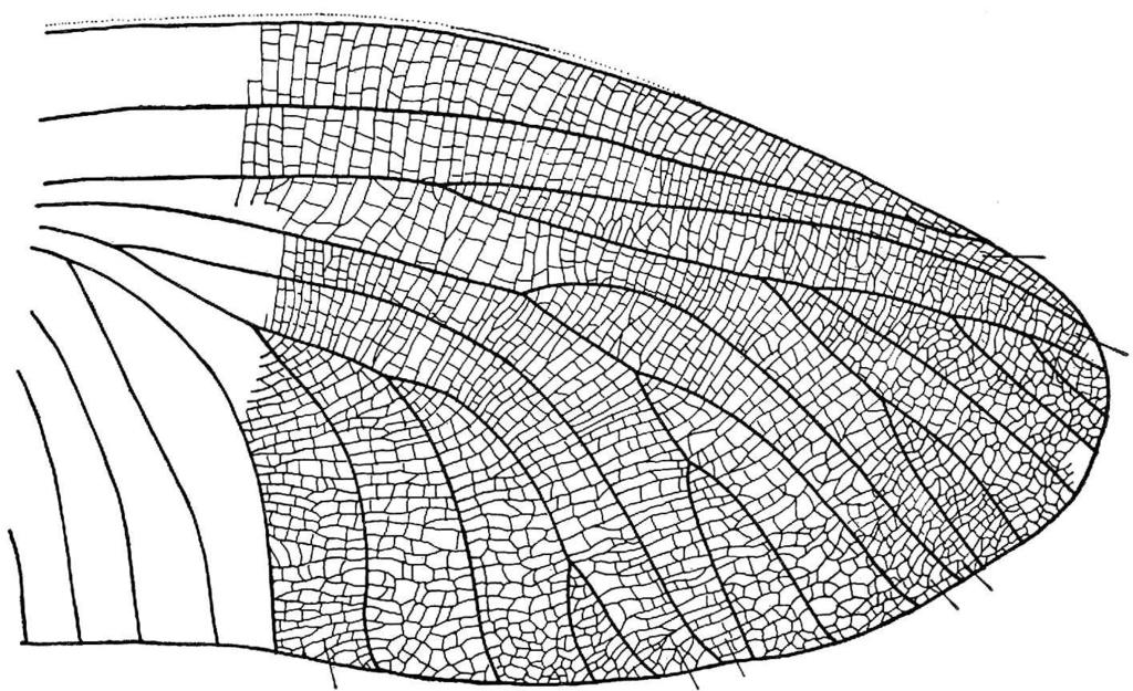 19691 Kukalovh - Palaeodictyoptera Figure 49. Lithoptilus b,oulei (Meunier) ; hind wing. Holotype. Hind wing very shortened and broad, especially in the apical part.