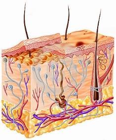 Introduction Human skin s mechanical behaviour Human skin anatomical structure: epidermis dermis elastin and