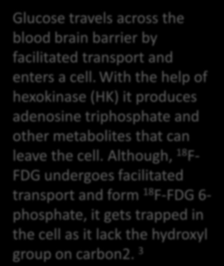 3 Glucose travels across the blood brain barrier by facilitated