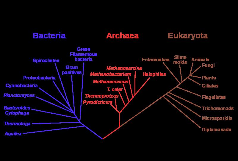 Figure: Phylogenetic Tree (commons.wikimedia.