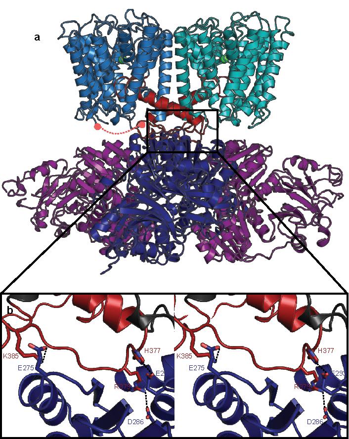 Supplementary Figure 8: Interface of the TrkH-TrkA complex.