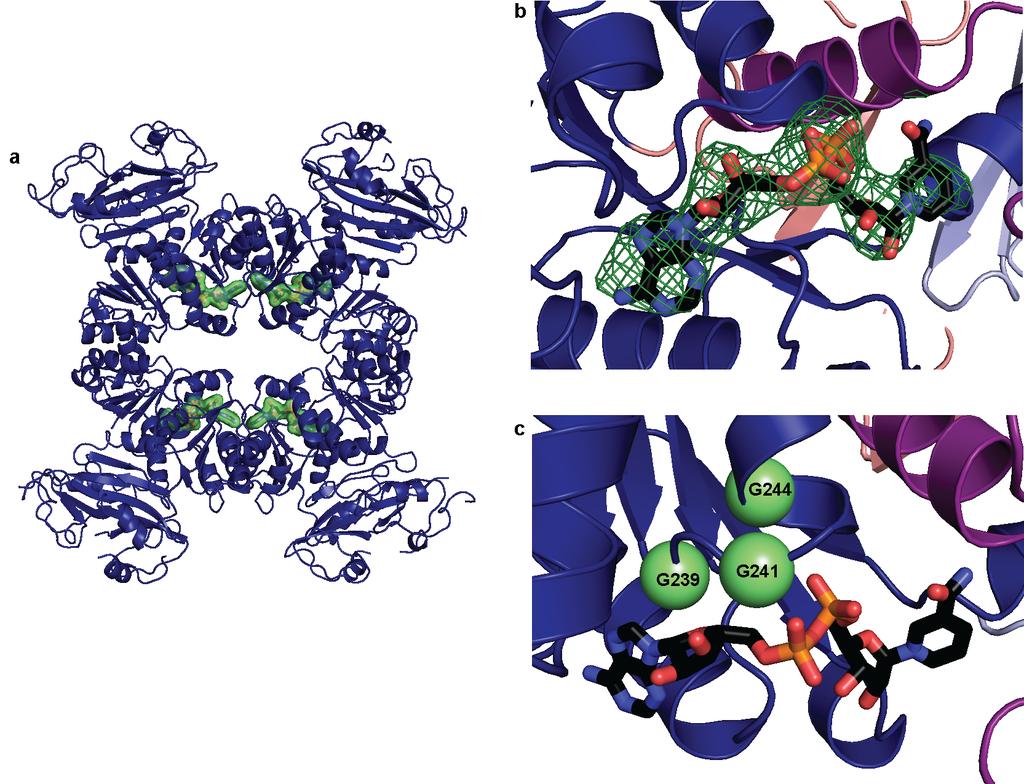 Supplementary Figure 9: NADH-binding sites in the structure of the TrkHTrkA complex.