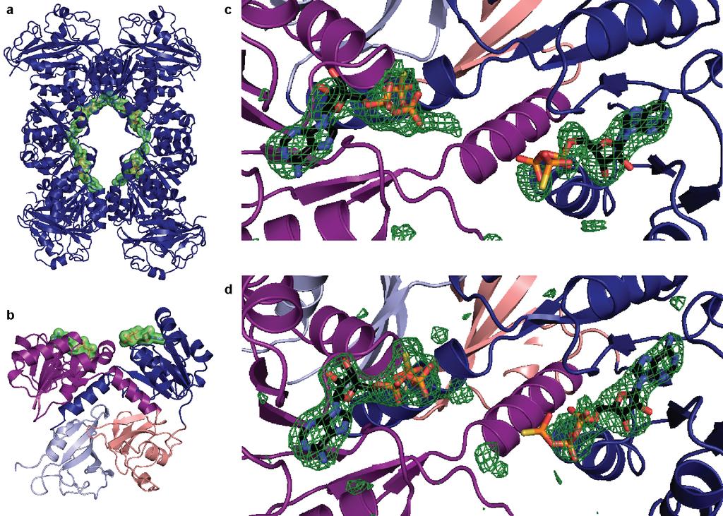 Supplementary Figure 12: ATPγS-binding sites in the structure of isolated TrkA.