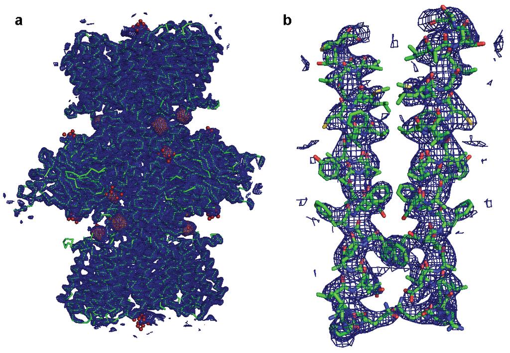 Supplementary Figure 5: 3.8 Å structure of the TrkH-TrkA complex. (a) Kicked 2Fo-Fc electron density maps contoured at 1.
