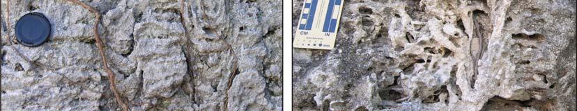 Matrix sediment also intensely burrowed by callianassids.
