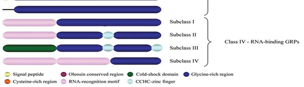 proteins known as the Y-box proteins (Sommerville and Ladomery, 1996). Some GRPs also possess CCHC zinc-fingers (Kar et al., 2012) )(Figure 1).