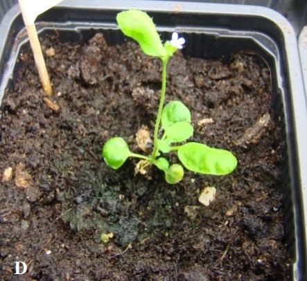 Fig.2. Representative images of wild type and knock-out strains after 4 weeks from germination. (D) abi3 knockout; (E) abi4 knockout; (F) abi5 knockout.