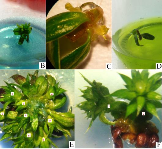 Establishment of an in vitro culture protocol of Chuquiraga jussieui J.F. Gmel. from apical and axillary buds 1 A Figure 1.