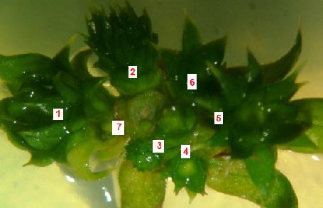 Establishment of an in vitro culture protocol of Chuquiraga jussieui J.F. Gmel. from apical and axillary buds 1 I.
