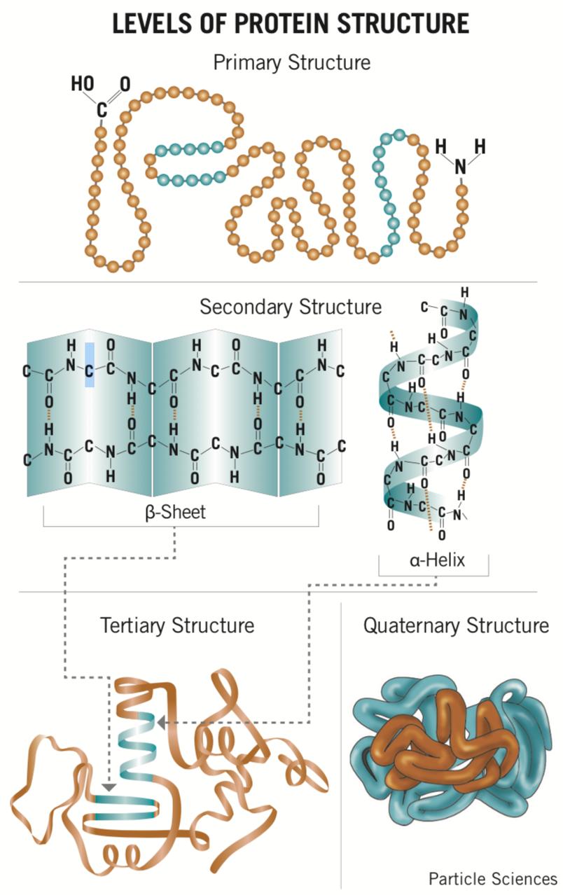 1.1 proteins 5 bonds and ionic interactions also contribute to the structural stability of a protein.