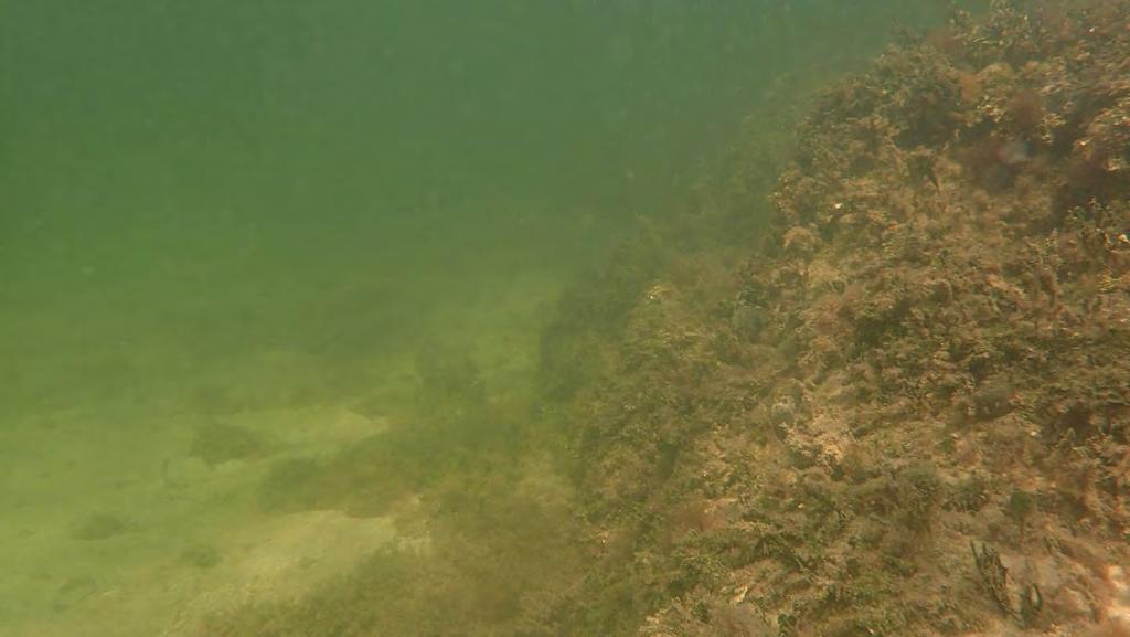 Photo showing the clear delineation between the previously dredged access
