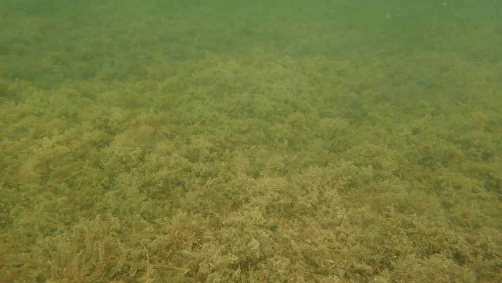 Photo of dense mats of accumulated drift algae over barren sand areas