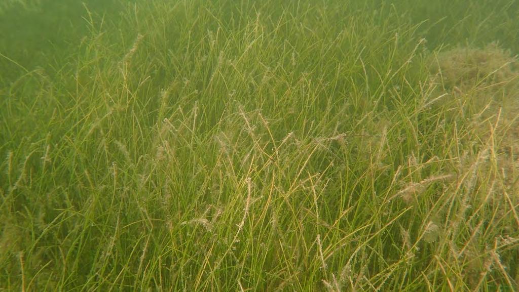 Photo of dense seagrass bed, typically either Syringodium, Halodule, or a mix of both seagrass species,