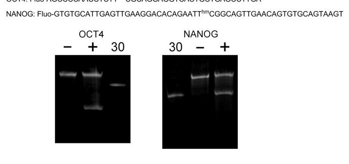 promoter regions of human STAT3, BCL2, OCT4, NANOG, HOX5A