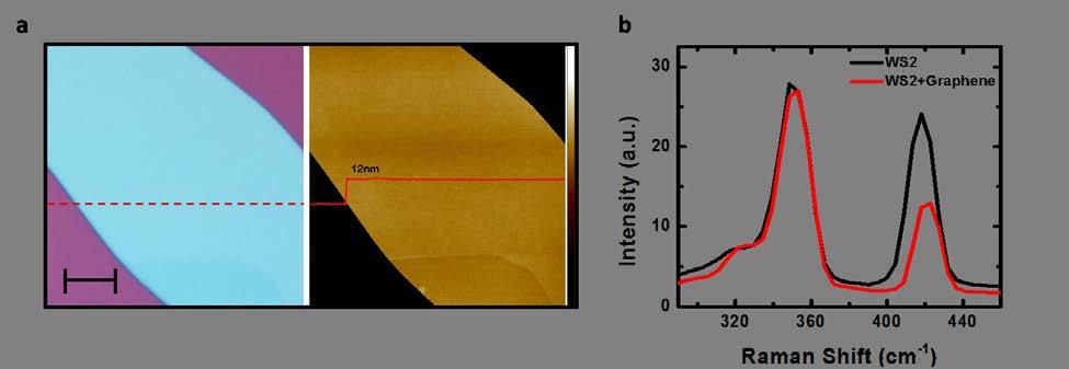 Supplementary Information Supplementary Figure 1 AFM and Raman characterization of WS 2 crystals.