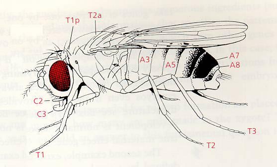 Drosophila Development Zygote 24