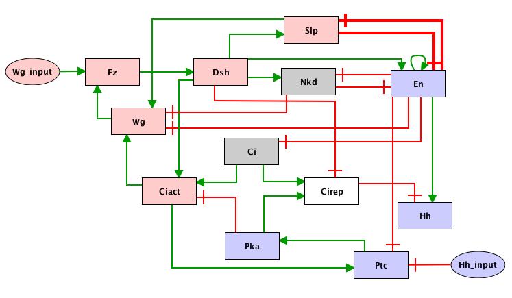 Feedback circuit analysis: functional intracellular circuits (1) En-Slp circuit functional when Dsh=1 Enables two