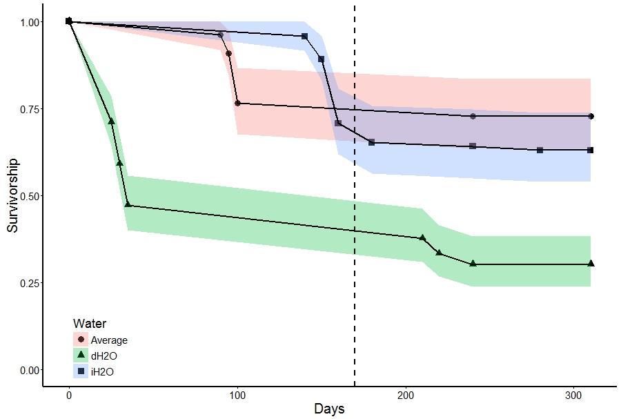 Figure 4-1. Effects of water treatments on the survivorship of Solanum lycocarpum seedlings.