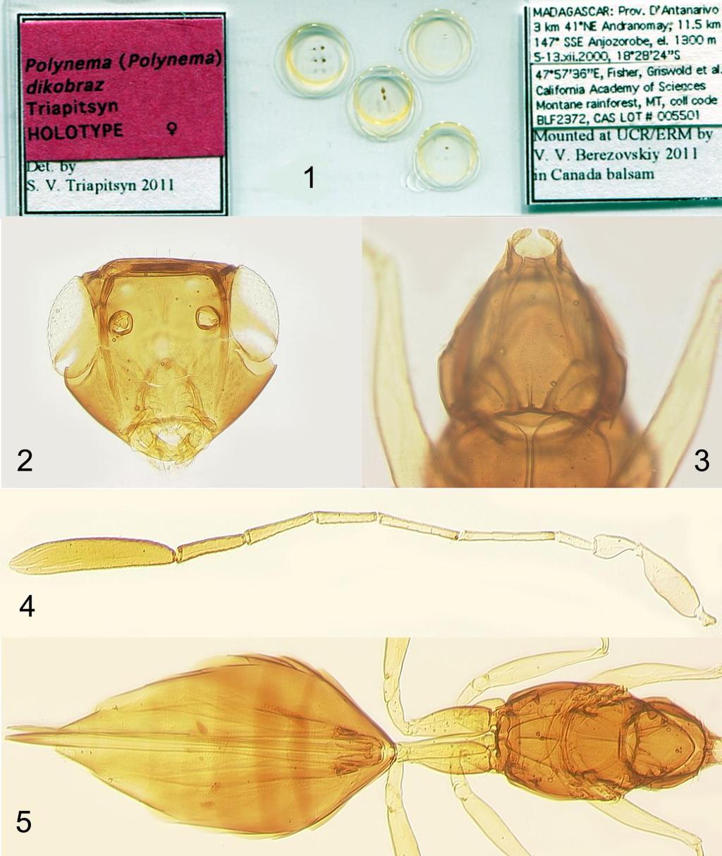 A new Polynema species Triapitsyn Figures 1 4. Polynema dikobraz sp. nov. (female, holotype): 1, slide; 2, head in frontal view; 3, prosternum; 4, antenna; 5, mesosoma and metasoma.