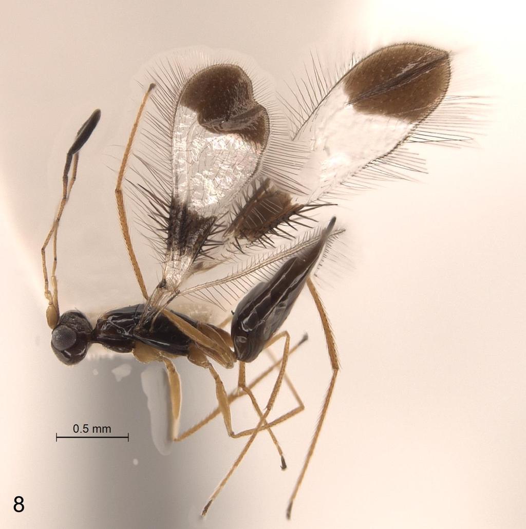 A new Polynema species Triapitsyn Figure 8. Polynema dikobraz sp. nov. (female, paratype from Amber Mountain National Park, Diana Region, Madagascar): habitus in lateral view.