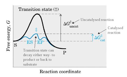 Activation energy of enzyme catalysed reaction The rate of a reaction is