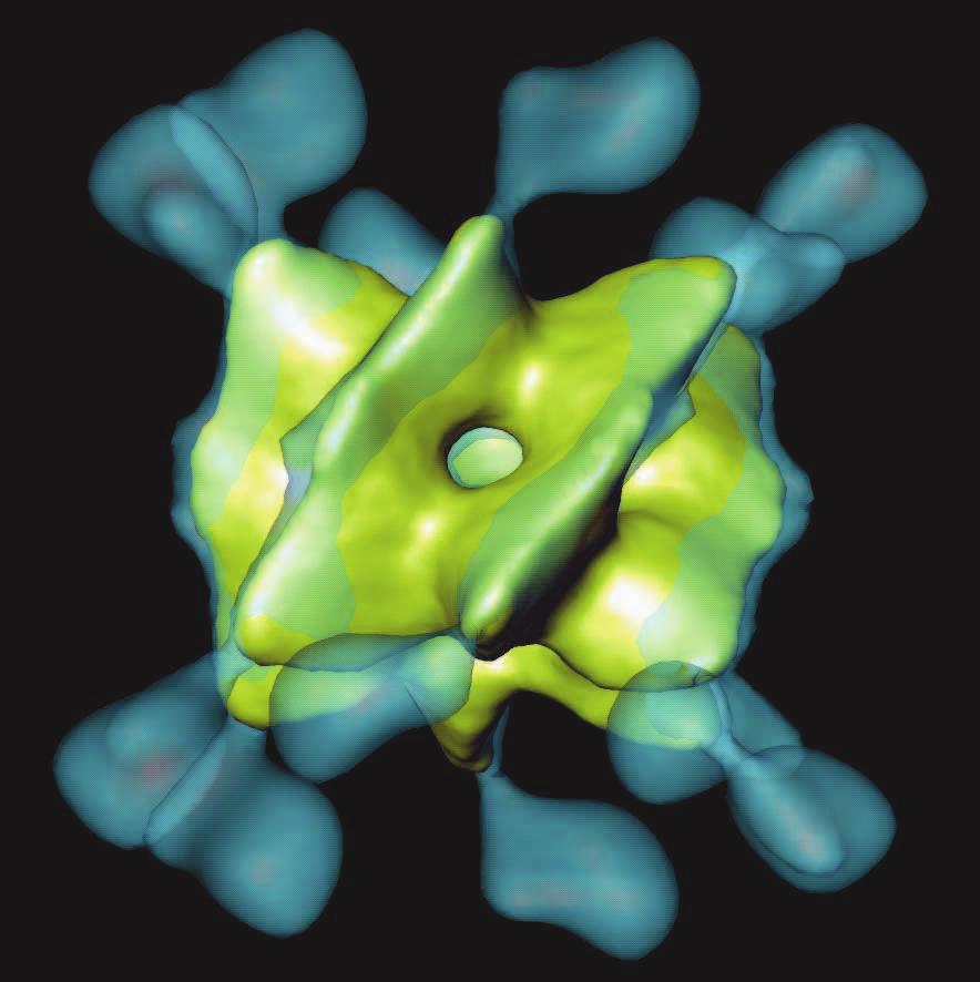 holoenzyme formed from two hexameric rings targets substrates responsible for